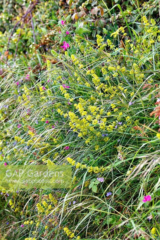 A Devon bank in spring with Crosswort -Cruciata laevipes, Common Vetch - Vicia sativa and Wood False-Brome - Brachypodium sylvaticum