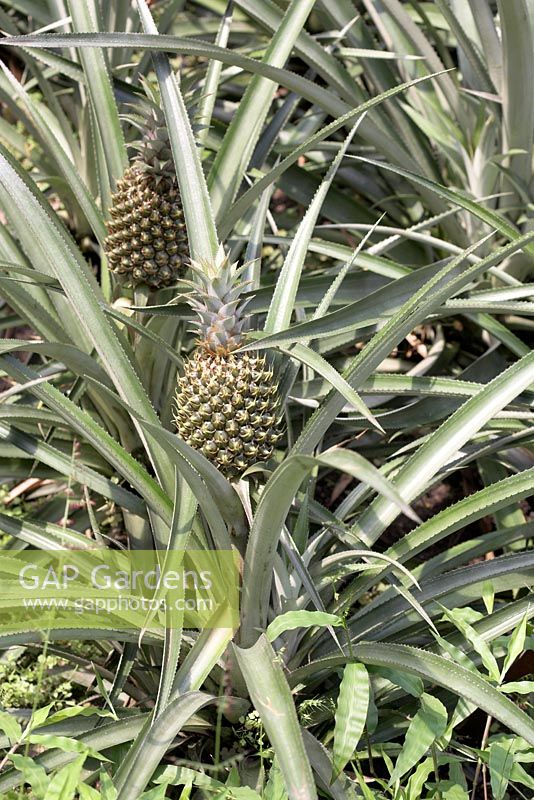 Ananas comosus 'Queen' - Pineapple