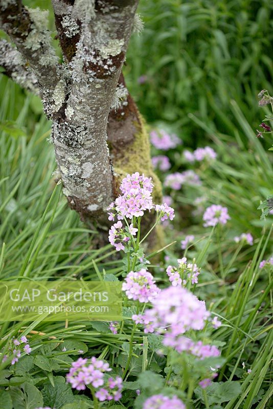 Cardamine pratensis - Ladies Smock, Cuckoo Flower, next to trunk of Cercis siliquastrum albida 