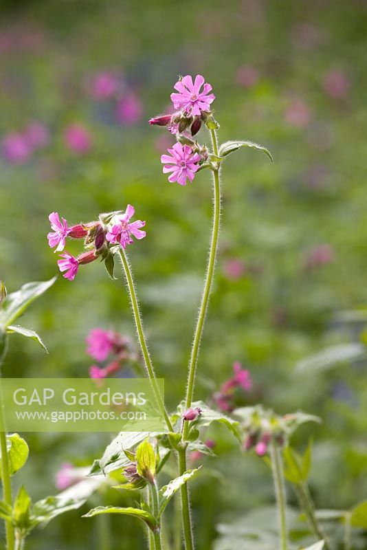 Silene dioica - Red Campion
