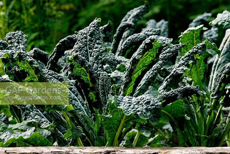Brassica oleracea var. acephala 'Nero di Toscana' - Kale