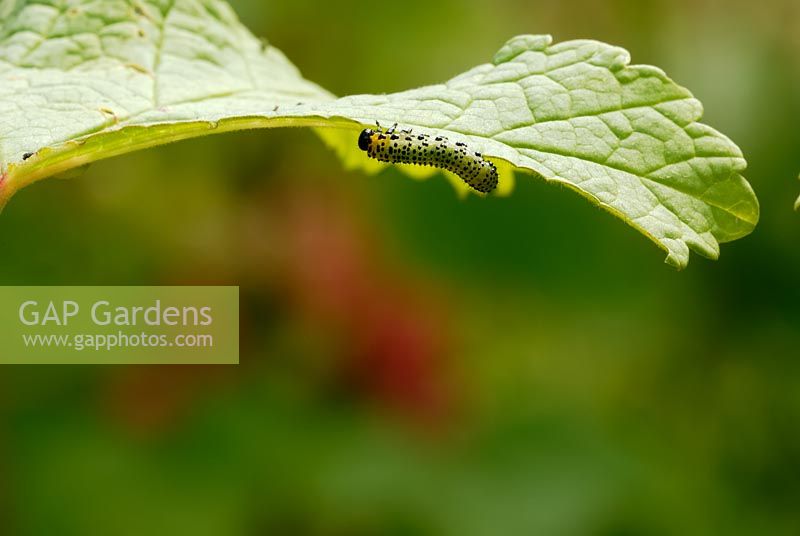 Nematus ribesii - The gooseberry sawfly feeding on redcurrant leaves