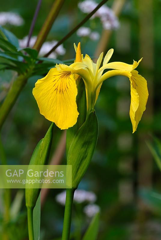 Iris pseudacorus - Yellow flag iris and Valeriana officinalis - Valerian growing in a wet garden border