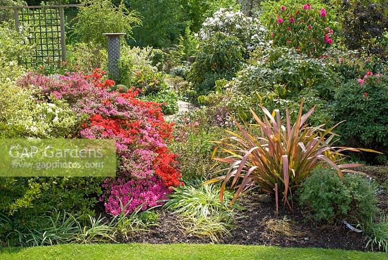 Borders of mature shrubs and trees with Azaleas, Rhododendrons and Phormium 'Sundowner' at 69 Well Lane, NGS garden, Cheshire