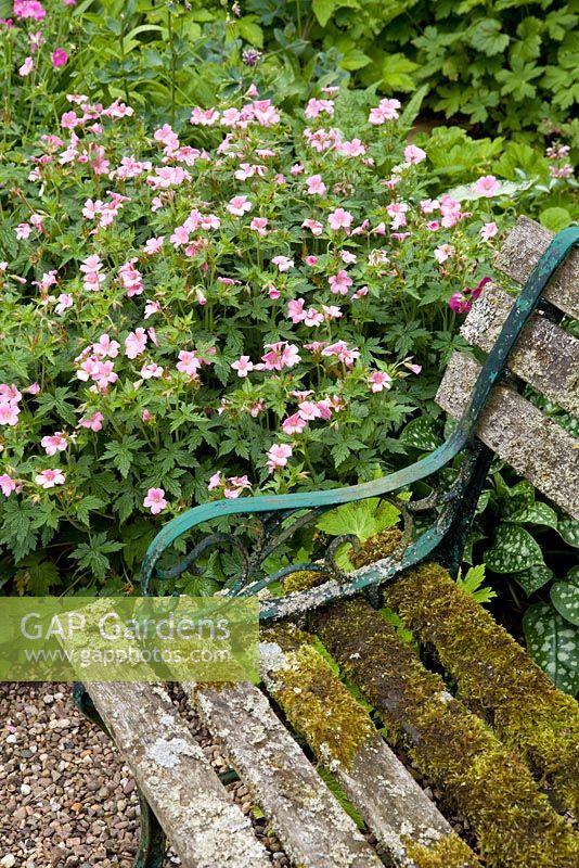 Seat with Geranium sanguineum - 20 St Stephens Avenue, St Albans, Hertfordshire NGS Garden