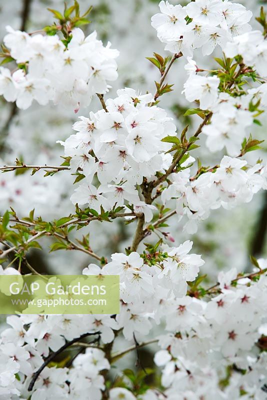 Prunus incisa 'The Bride' - Cherry blossom