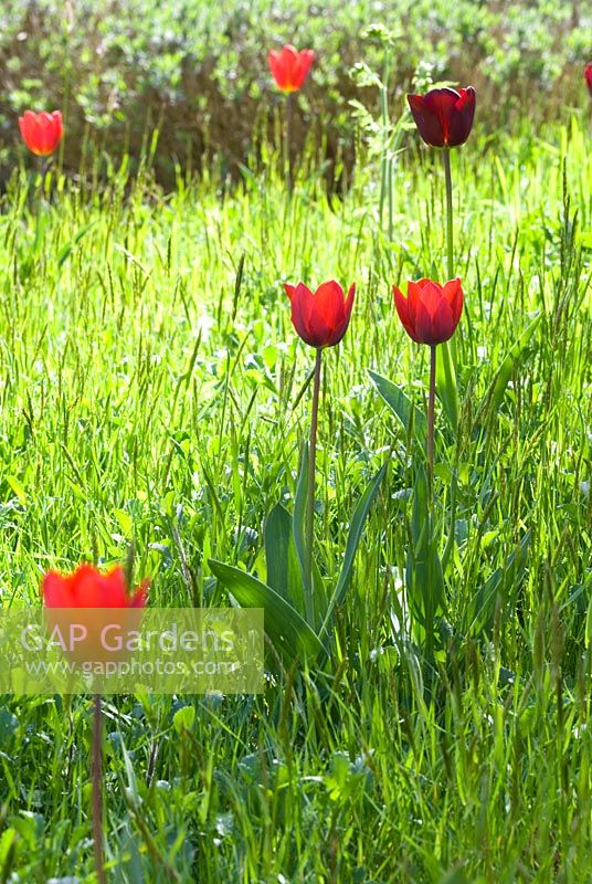 Tulipa 'Couleur Cardinal' in grass