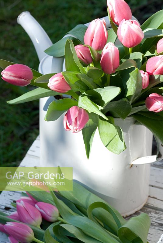 Bunch of Tulipa 'Valentine' in white watering can on chair