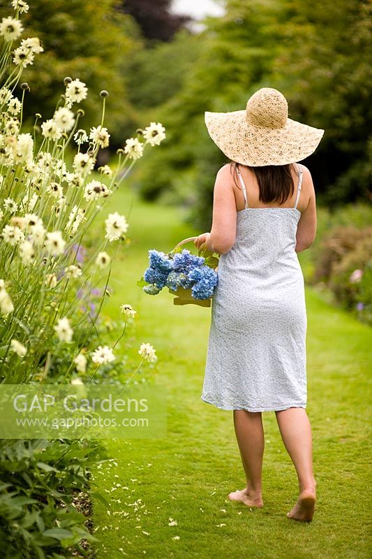 Woman walking in garden carrying basket of picked Hydrangea flowers