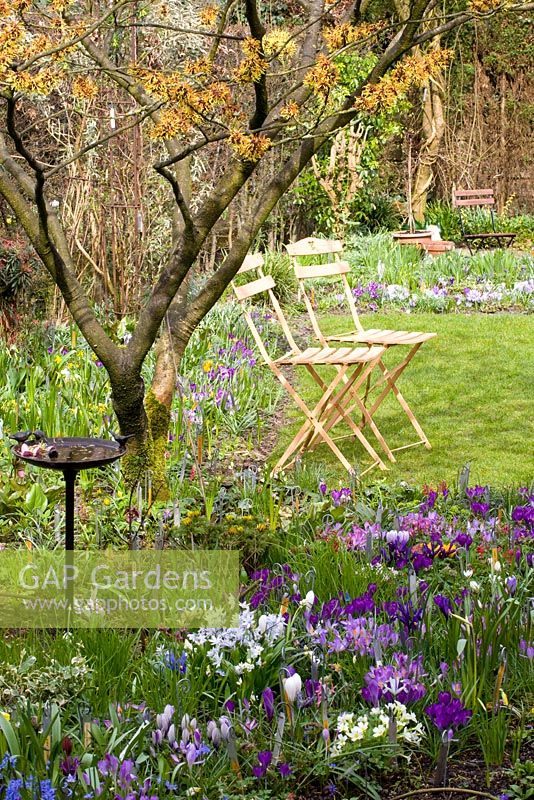 Sitting place in small garden with borders containing Crocus vernus 'Pickwick', Crocus tomassinianus 'Ruby Giant', Crocus tomassinianus 'Barr's Purple' and Hamamelis mollis