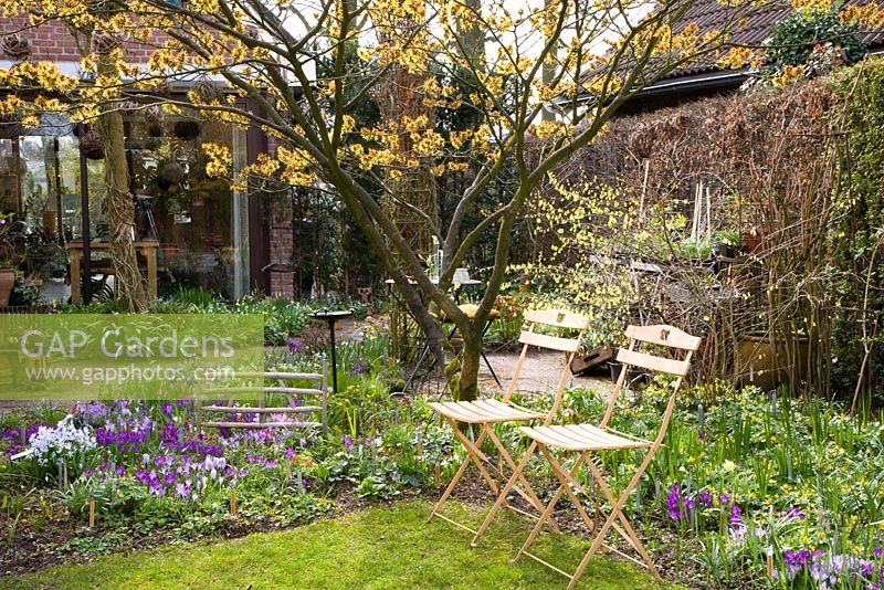 Sitting place in small garden with Hamamelis mollis and Crocuses in borders