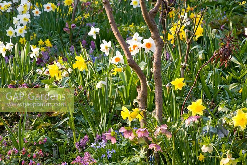 Mixed spring border with Narcissus lerchensporn, Corydalis, Helleborus orientalis and Pulmonaria 