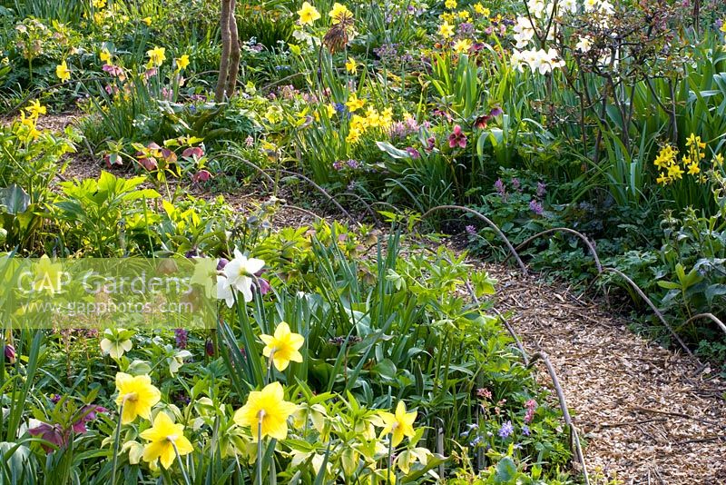 Path through mixed spring border with Narcissus lerchensporn, Corydalis and  Helleborus orientalis