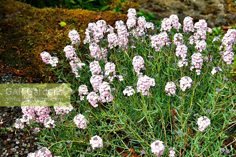 Aethionema coridifolium