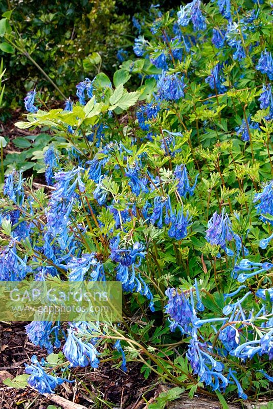 Corydalis 'Tory MP' - 'true blue and goes on and on'