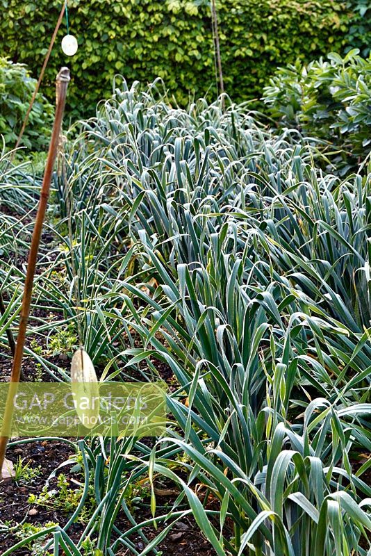 Mid November sown Allium sativum - Garlic crop in Holbrook Garden, shown late May