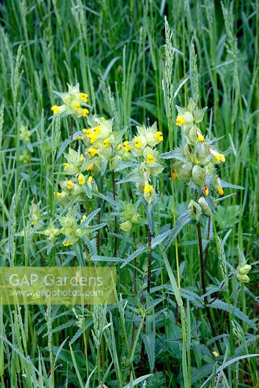 Rhinanthus minor - Yellow Rattle in a native pasture sward