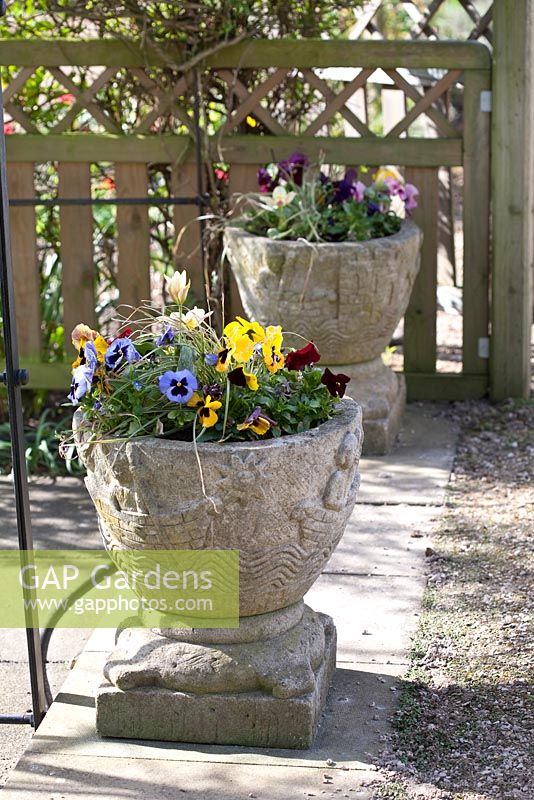 Mixed Spring containers at Coopers Millenium Garden, Lichfield
