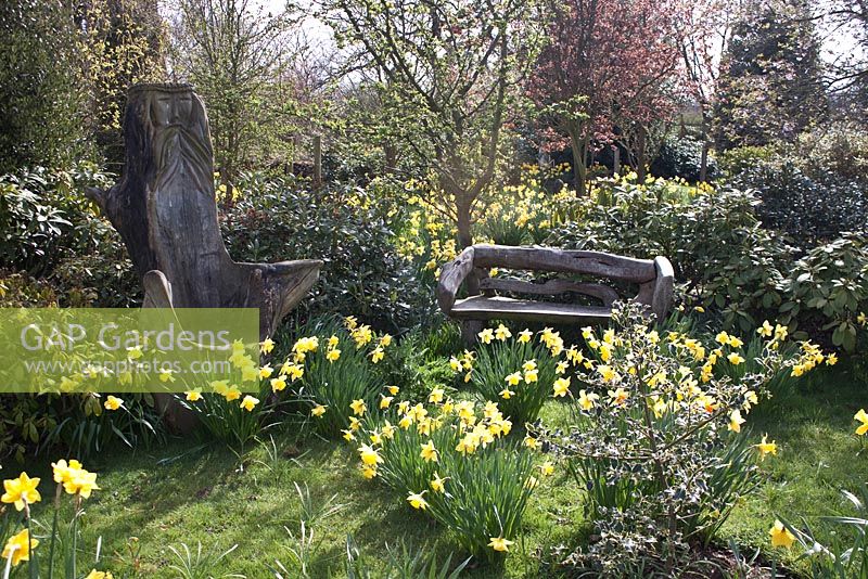 Wooden bench and chair amongst Narcissus at Coopers Millenium Garden, Lichfield