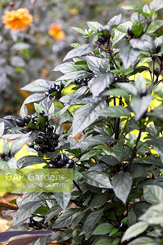 Capsicum annuum 'Black Pearl' - Ornamental but edible pepper variety