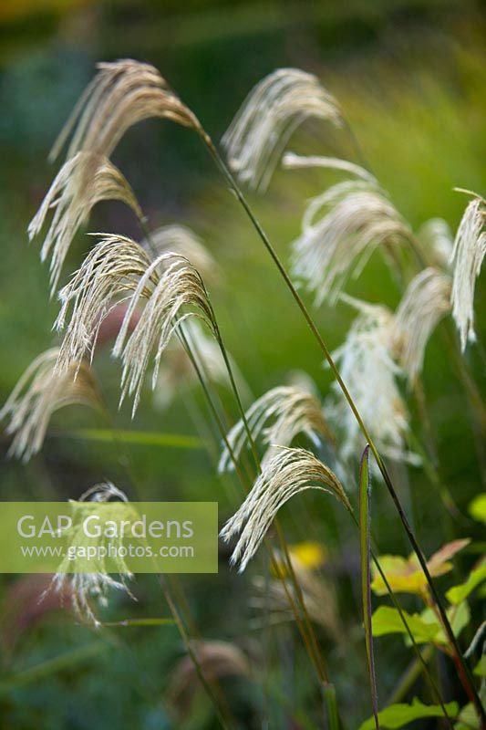 Miscanthus nepalensis - Himalayan fairy grass in Autumn