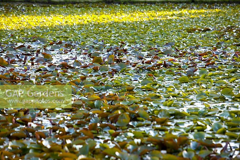 Nymphaea - Waterlilies on pond