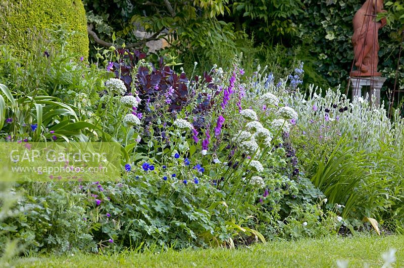 Borders at front of house with Allium stipitatum 'Mount Everest' and Salvia patens, Hayes farmhouse, East Sussex