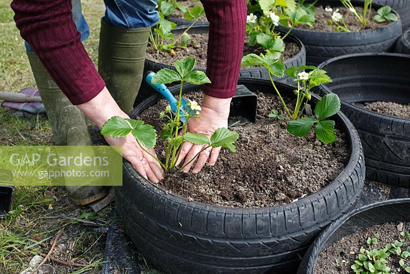 Planting strawberries - Firming soil round plants in recycled car tyre containers