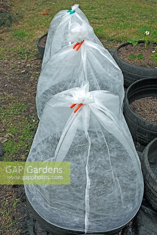Tyres covered with fleece for protection against carrotfly