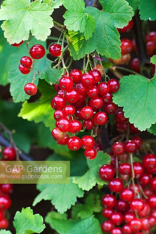 Ribes rubrum 'Junifer' - Redcurrant berries