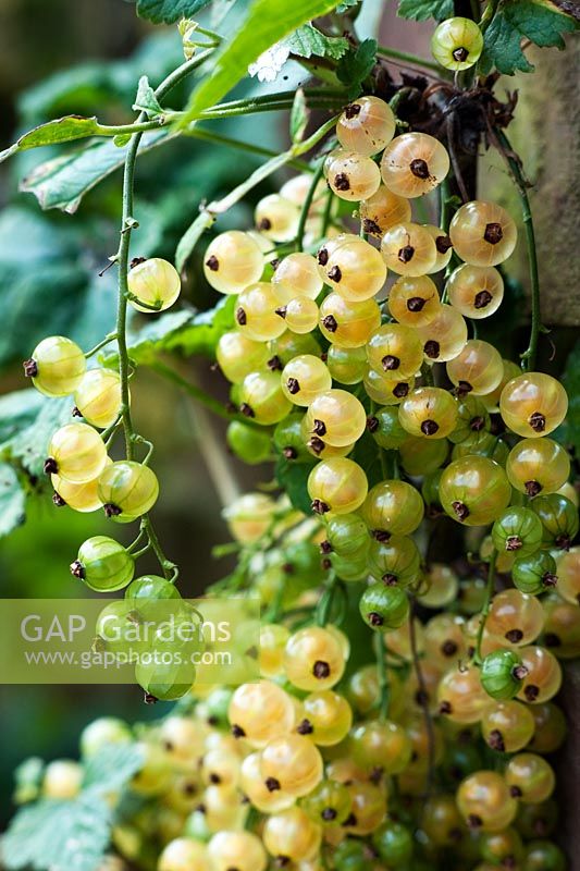 Ribes rubrum 'White Pearl' - Whitecurrant  berries on a bush