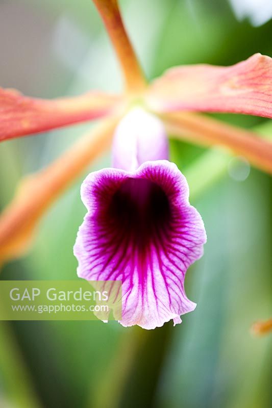 Laelia grandis var. tenebrosa - Gower orchid flower