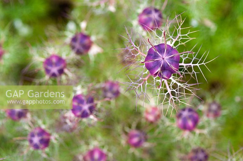Nigella damascena - Love in a mist seed pods