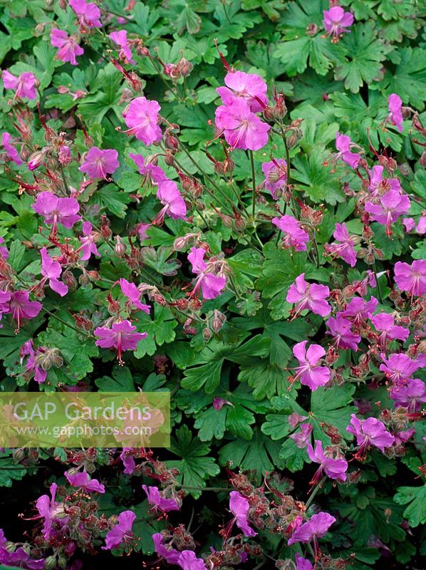 Geranium x cantabrigiense 'Cambridge'