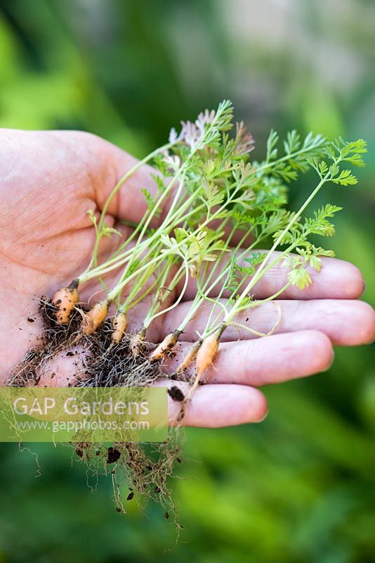Carrot seedlings being held in mans hand before being planted in their final growing position