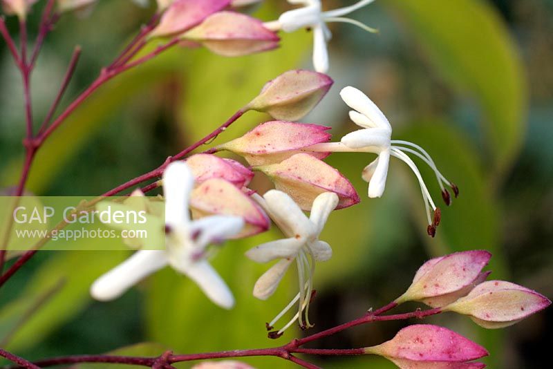 Clerodendron tricotomum fargesii AGM
