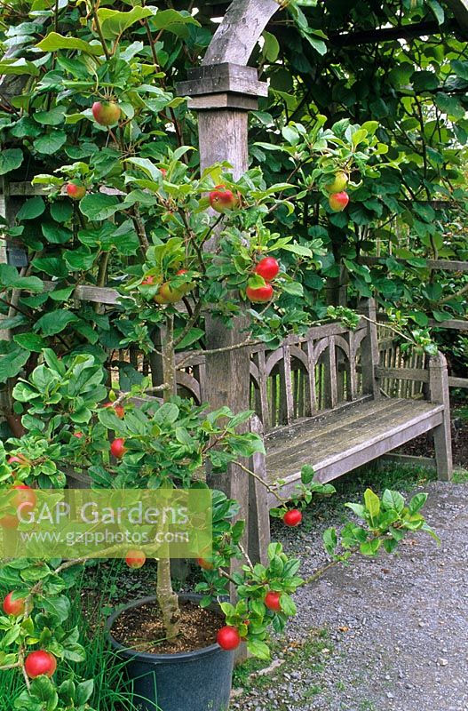 Malus 'Red Devil' - Apple growing in container beside wooden arch and seat