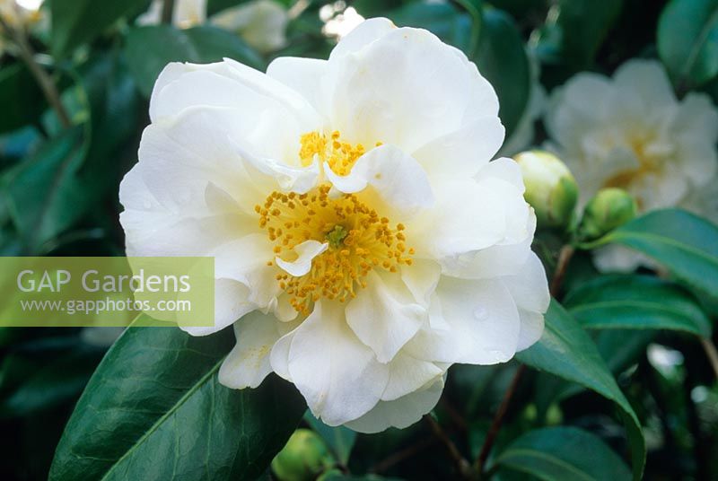 Camellia japonica 'Silver Anniversary'