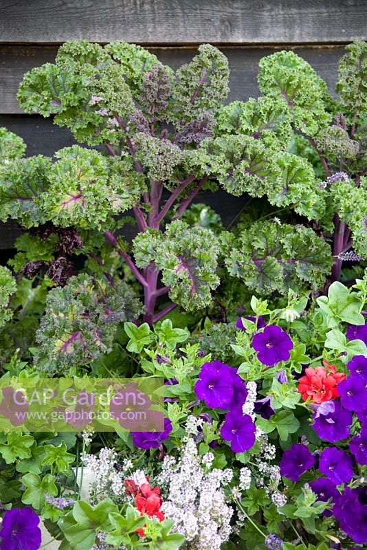 Mixed summer container of Kale, Thymus, Trailing Ivy-leaved Geraniums and purple Petunias