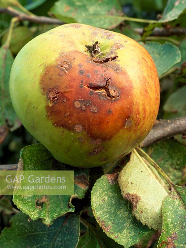 Apple fruit split, secondary rot infection