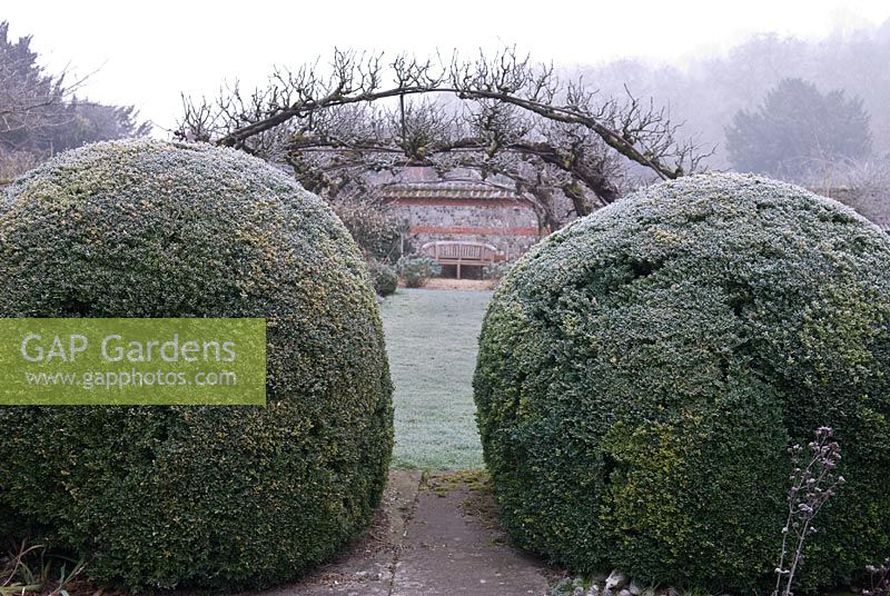 Large clipped Buxus balls, Heale House Gardens, Wiltshire in frost