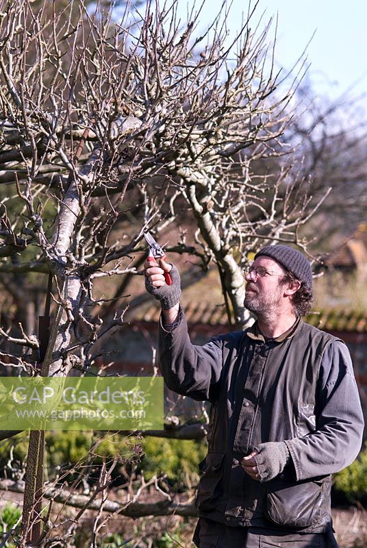 The Head Gardener working in the tunnel of apple trees in the Walled Vegetable Garden, Heale House Gardens, Wiltshire