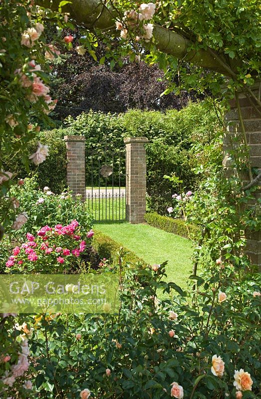 Borders of roses edged with box hedging and grass path leading to gateway at David Austin Roses Albrighton, Staffordshire