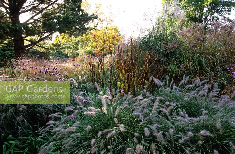 The Decennium border in autumn with perennials and grasses including Pennisetum 'Hameln', Miscanthus sinensis 'Ferner Osten' and Verbena bonariensis at Knoll Gardens, Dorset