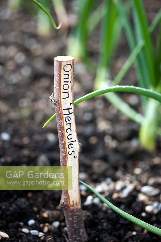 Rustic plant label in a vegetable garden