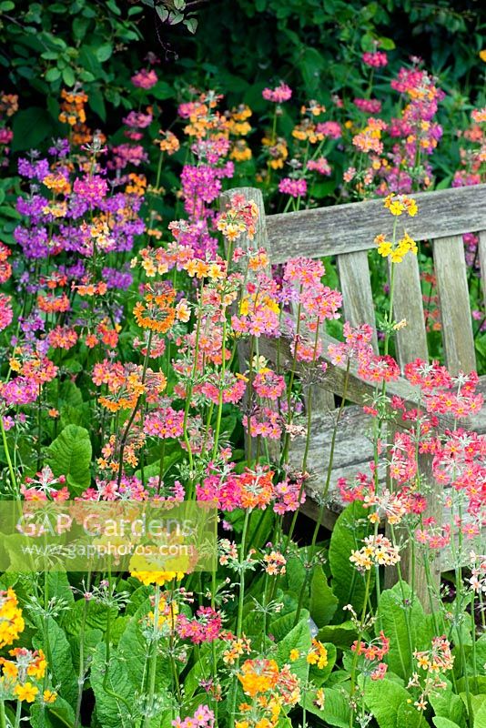 Primula 'Harlow Carr Hybrids' at RHS Harlow Carr