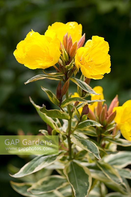 Oenothera 'Crown of Gold'