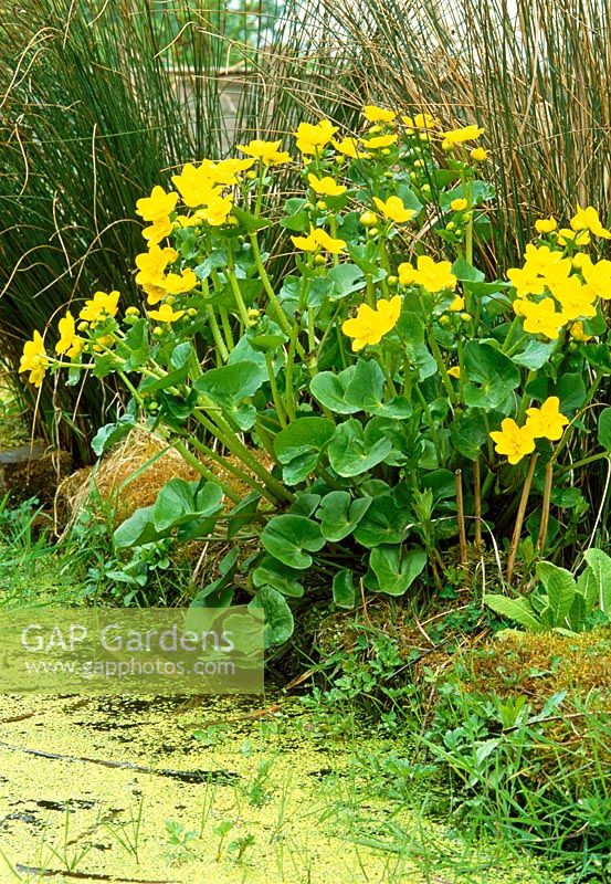 Caltha palustris - Marsh Marigold, duckweed