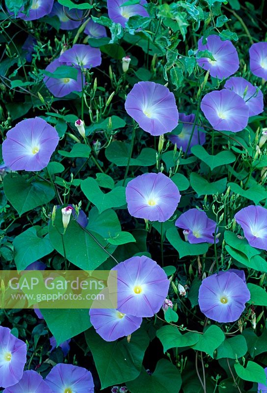 Ipomoea 'Heavenly Blue' - Morning Glory
