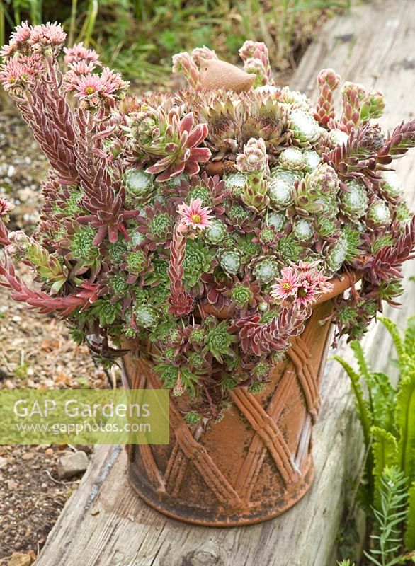 Sempervivum hirtum, evergreen mat forming perennial succulent mid green leaves suffused red, clusters of star shaped flowers in terracotta pot in scree garden - Woodpeckers, Warwickshire